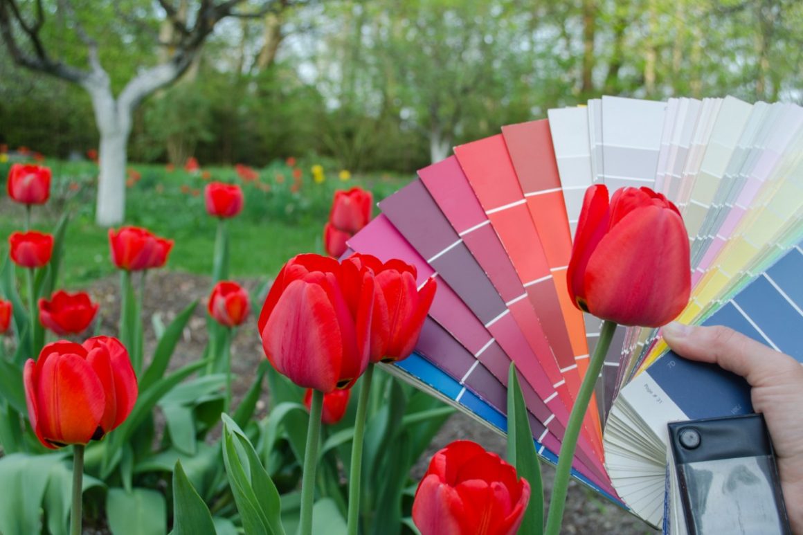 tulipany z paletą kolorów